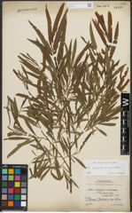 Foto von Salix purpurea L. x Salix viminalis L.